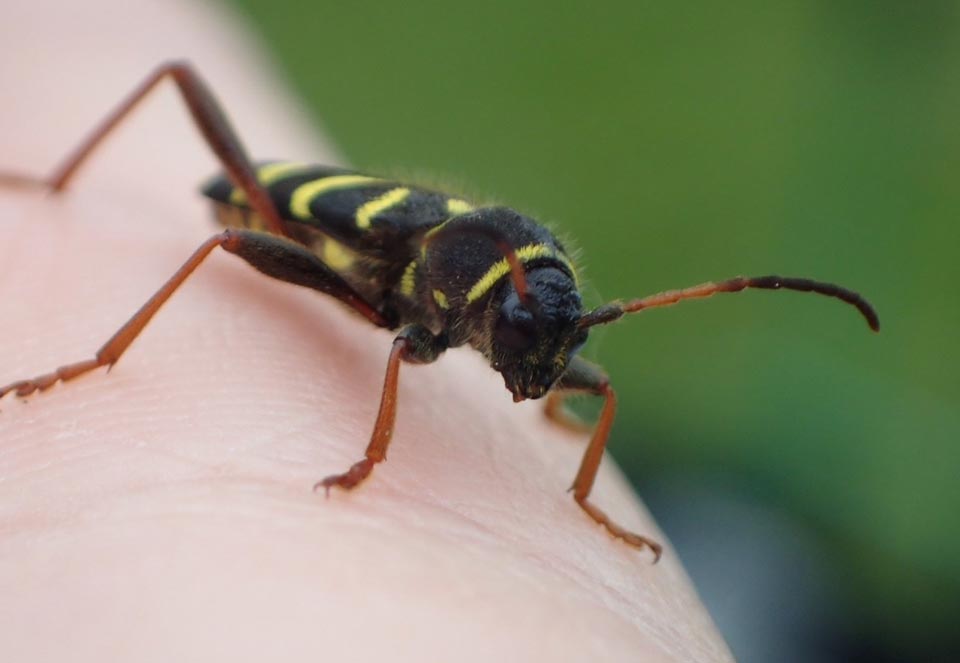 Wasp-beetle